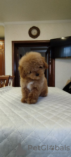 Photo №1. poodle (dwarf) - for sale in the city of Москва | 781$ | Announcement № 42760
