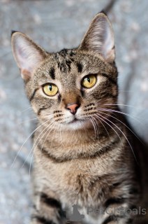 Photo №3. Reasonable handsome Unix. Belarus