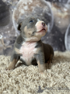 Additional photos: American bully puppies SHOW CLASS