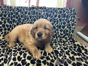 Photo №3. Beautiful Golden Retriever puppies for sale.. United Kingdom