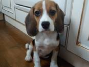 Photo №3. Beautiful puppies of breed a beagle from show, titled parents. Puppies show. Belarus