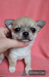 Photo №3. Chihuahua is a whaling boy. Russian Federation