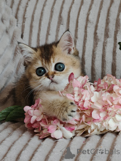 Photo №2 to announcement № 149357 for the sale of scottish fold - buy in Russian Federation from nursery, breeder