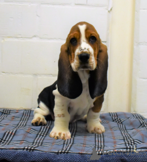 Photo №1. basset hound - for sale in the city of Stockholm | negotiated | Announcement № 97868