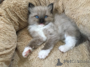 Photo №1. ragdoll - for sale in the city of Prague | 480$ | Announcement № 135281