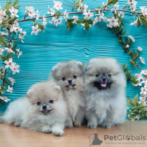 Photo №1. pomeranian - for sale in the city of Tashkent | 500$ | Announcement № 64923