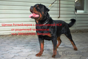 Photo №1. rottweiler - for sale in the city of Новая Каховка | 243$ | Announcement № 10251