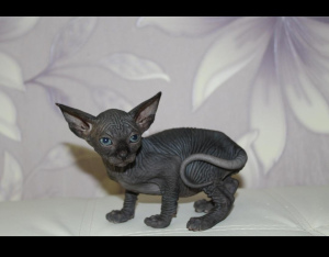Photo №1. sphynx-katze - for sale in the city of Москва | 160$ | Announcement № 2105