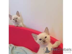 Photo №1. siamese cat - for sale in the city of Ravnina | negotiated | Announcement № 10006