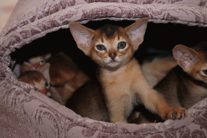 Photo №1. abyssinian cat - for sale in the city of Minsk | 1000$ | Announcement № 807