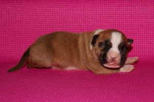 Additional photos: Sold wonderful breed girls American Staffordshire Terrier