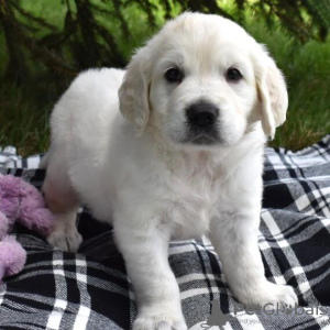 Photo №2 to announcement № 119703 for the sale of golden retriever - buy in Lithuania private announcement