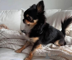 Photo №2 to announcement № 138790 for the sale of  - buy in United States breeder