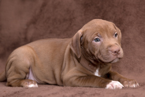 Additional photos: American Pit Bull Terrier Puppies