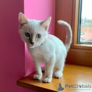 Photo №1. birman - for sale in the city of Villach | Is free | Announcement № 129114