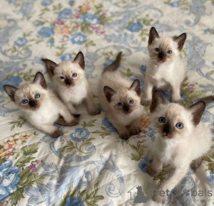 Photo №1. siamese cat - for sale in the city of Berlin | Is free | Announcement № 125385