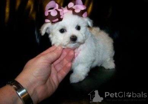 Photo №1. maltipu - for sale in the city of Warsaw | negotiated | Announcement № 163207