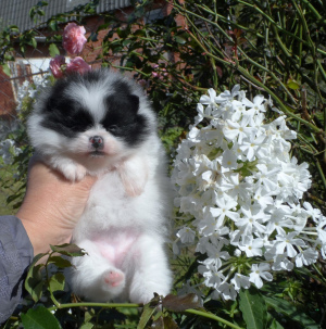 Photo №1. german spitz - for sale in the city of Rome | 1337$ | Announcement № 3500