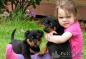 Photo №3. Rottweiler puppies for sale. Germany