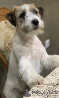 Photo №4. I will sell jack russell terrier in the city of Belgrade.  - price - negotiated