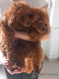 Photo №2 to announcement № 122578 for the sale of poodle (dwarf) - buy in Serbia 