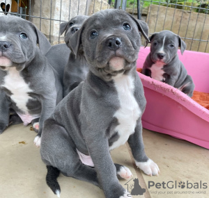 Photo №1. american pit bull terrier - for sale in the city of Riga | negotiated | Announcement № 127450