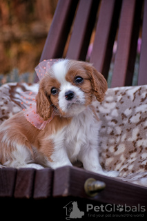Photo №2 to announcement № 78563 for the sale of cavalier king charles spaniel - buy in Belarus from nursery