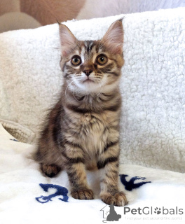 Photo №1.  - for sale in the city of Moskova | Is free | Announcement № 158290