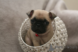 Photo №4. I will sell pug in the city of Dusseldorf. private announcement - price - 423$