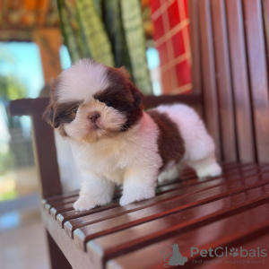 Photo №1. non-pedigree dogs - for sale in the city of Erwin | 400$ | Announcement № 100396