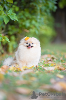 Additional photos: Female Pomeranian FCI for sale