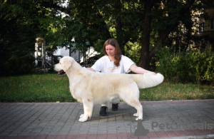 Photo №4. I will sell non-pedigree dogs in the city of Voronezh. from nursery - price - negotiated