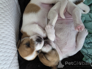 Photo №2 to announcement № 164575 for the sale of jack russell terrier - buy in Israel private announcement