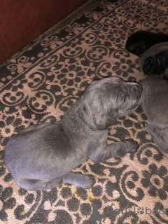 Photo №3. Cane Corso Puppies. Austria