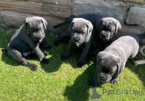 Photo №1. cane corso - for sale in the city of Bad Wildungen | 329$ | Announcement № 147567