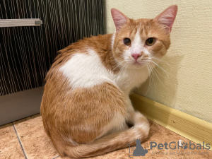 Additional photos: Charming red cat Bonechka is looking for a home and a loving family!
