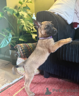Photo №1. belgian shepherd - for sale in the city of Bremervörde | 361$ | Announcement № 178857
