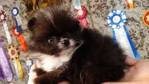 Photo №1. pomeranian - for sale in the city of Novosibirsk | 597$ | Announcement № 4009
