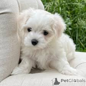 Photo №4. I will sell maltese dog in the city of Дрезден.  - price - negotiated
