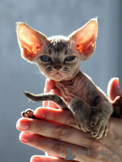Photo №2 to announcement № 171373 for the sale of devon rex - buy in Poland private announcement
