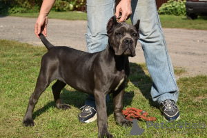 Photo №4. I will sell cane corso in the city of Gomel. from nursery, breeder - price - negotiated