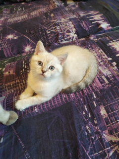 Photo №1. british shorthair - for sale in the city of Minsk | 70$ | Announcement № 3571