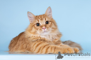 Photo №2 to announcement № 161754 for the sale of  - buy in Russian Federation from the shelter