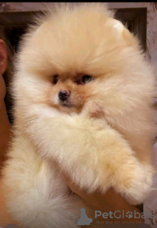 Photo №4. I will sell pomeranian in the city of Belgrade.  - price - negotiated