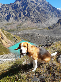 Photo №3. Knitting Beagle in Russian Federation. Announcement № 7922