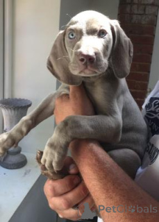 Photo №1. weimaraner - for sale in the city of Villach | 361$ | Announcement № 168083