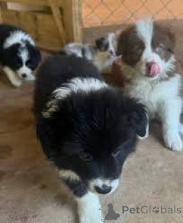 Photo №1. border collie - for sale in the city of Gheent | 723$ | Announcement № 166982