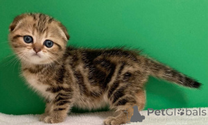 Photo №2 to announcement № 156689 for the sale of ragdoll - buy in Belarus 