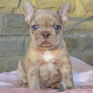 Photo №1. french bulldog - for sale in the city of Sofia | 423$ | Announcement № 78876