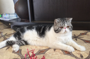 Photo №4. I will sell exotic shorthair in the city of Sevastopol. breeder - price - 800$